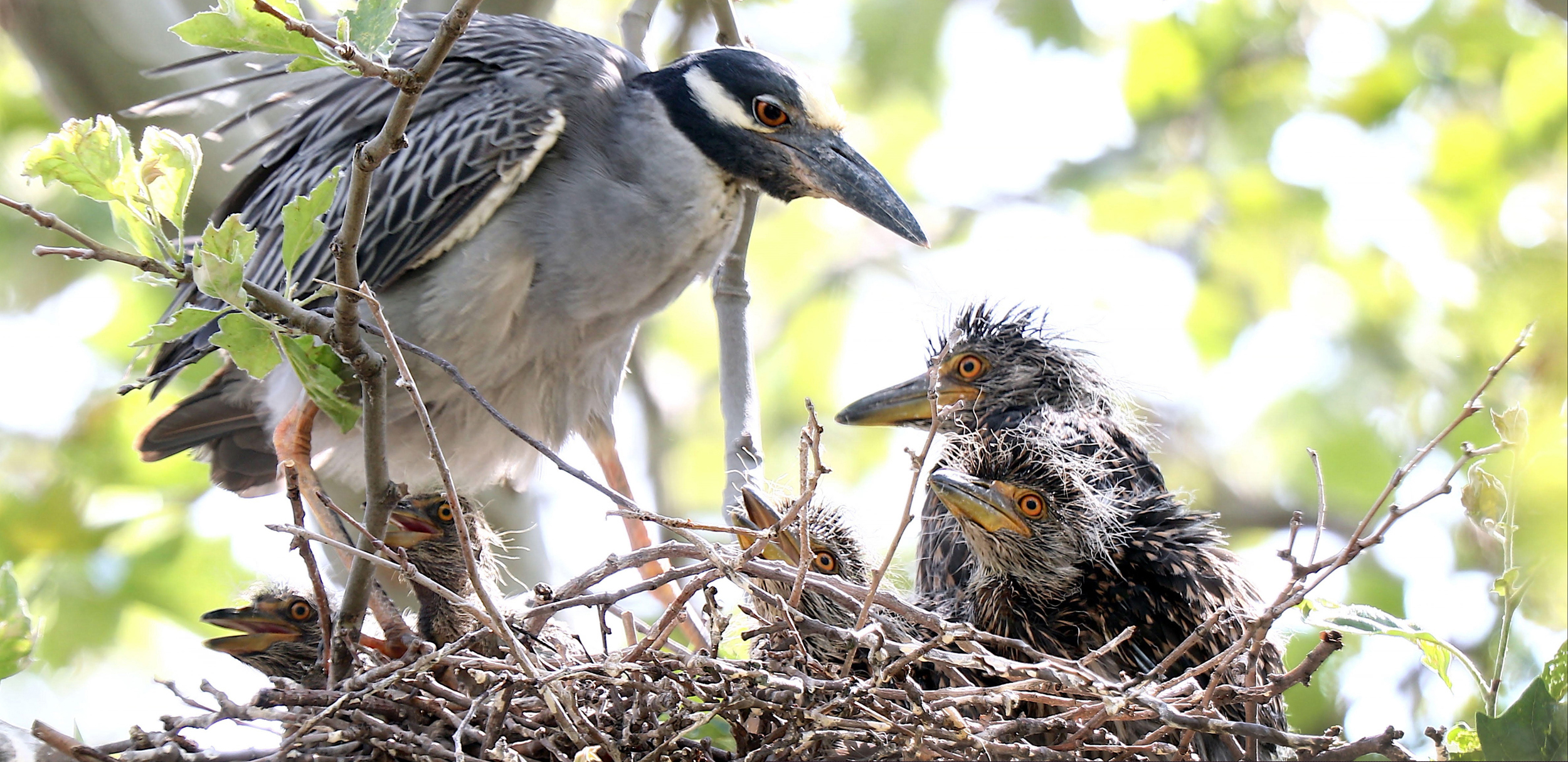 A yellow-crowned heron takes care of its chicks on New York Harbor's Governors Island. Credit: Courtesy of Bruce Yolton